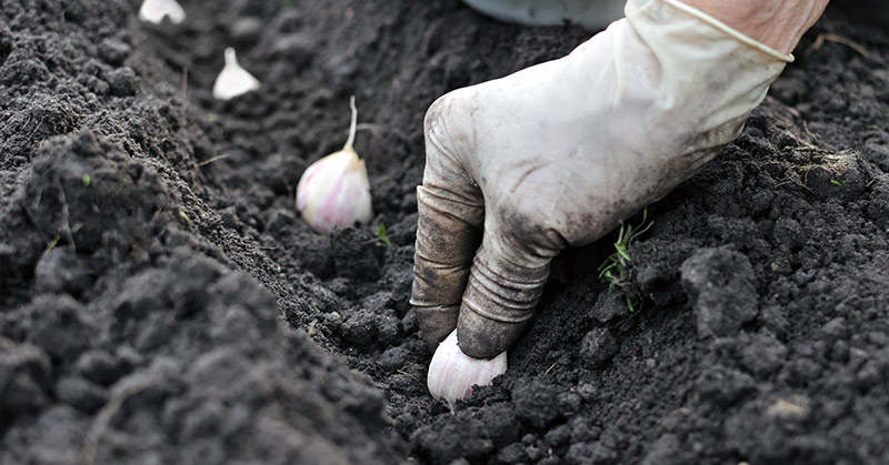 garlic being planted
