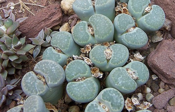 living stones plant