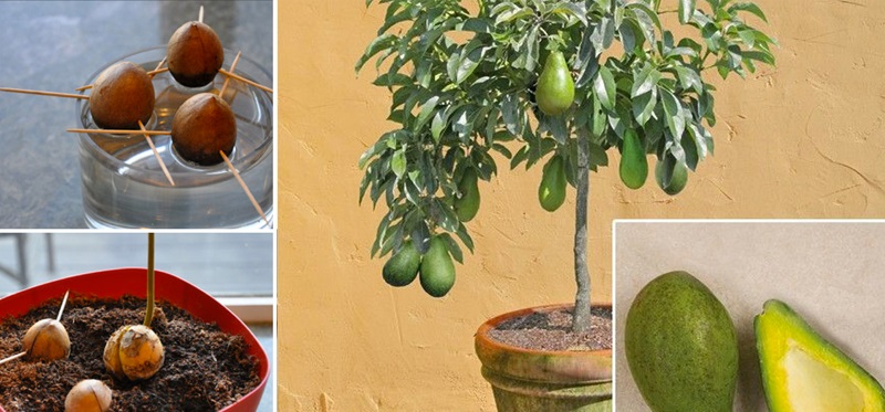 how to grow an avocado tree