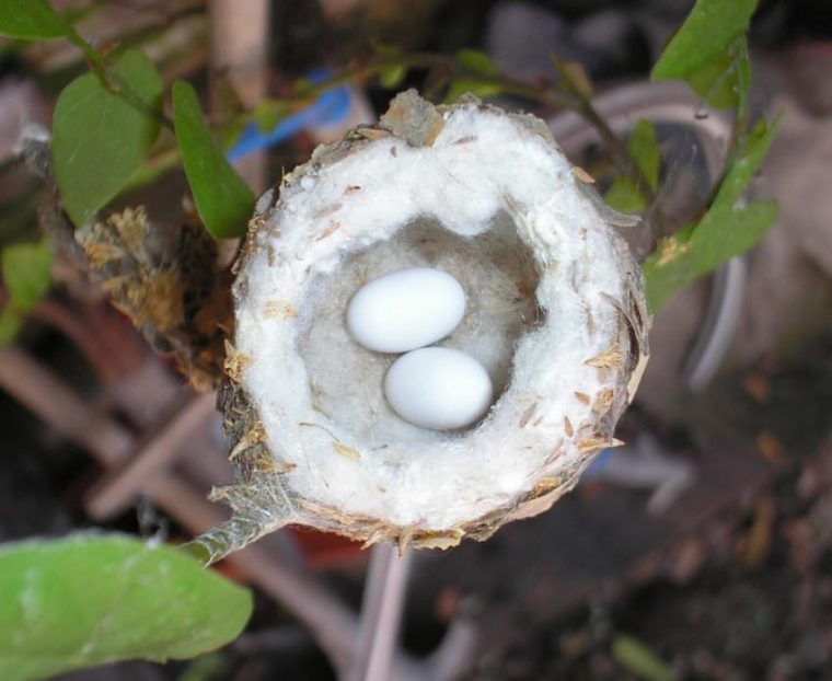 tiny hummingbird nest with white eggs