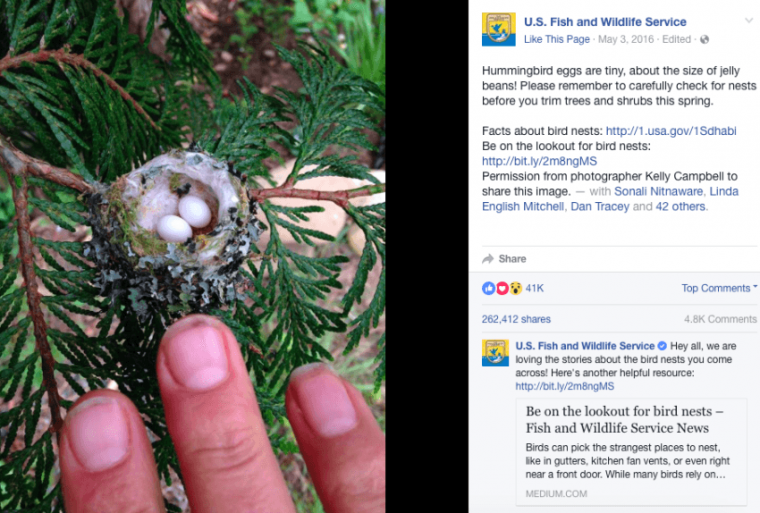 hummingbird nest social media post