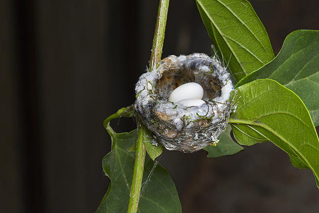 tiny nest with white eggs 