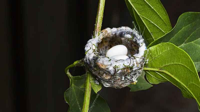 tiny hummingbird nest