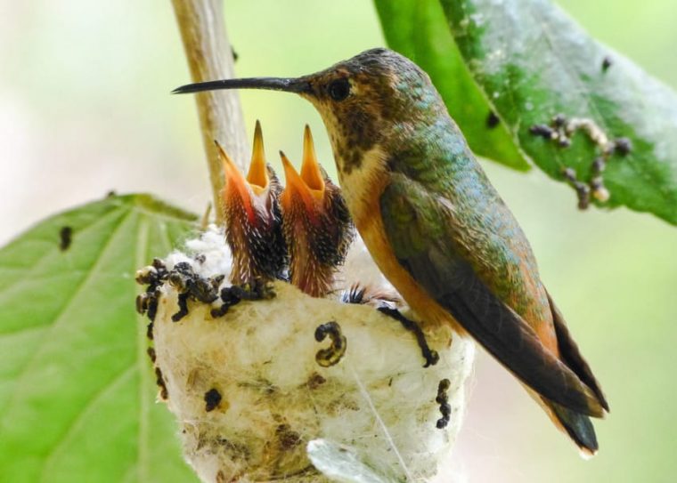 hummingbird with babies