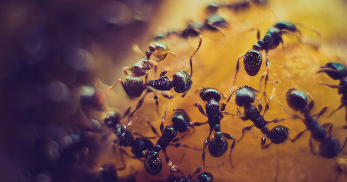 ants on an orange fruit