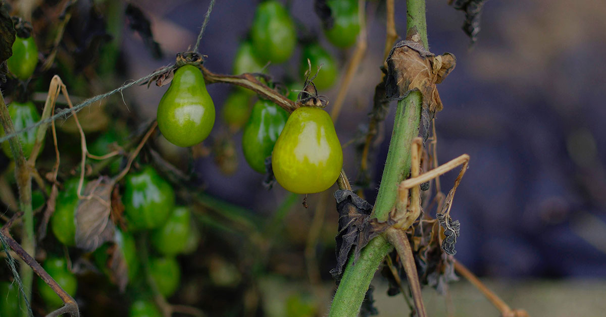 garden magnesium deficient tomato plant