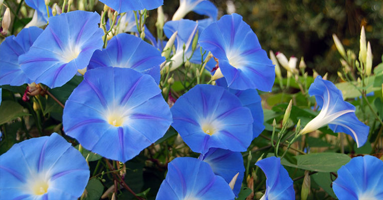 blue morning glory flowers