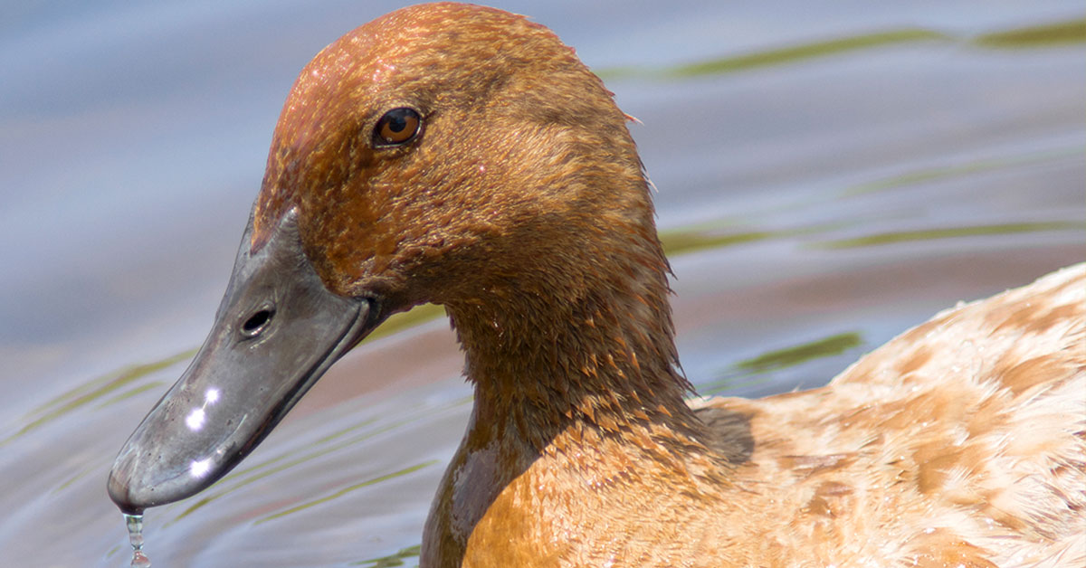female khaki campbell duck swimming