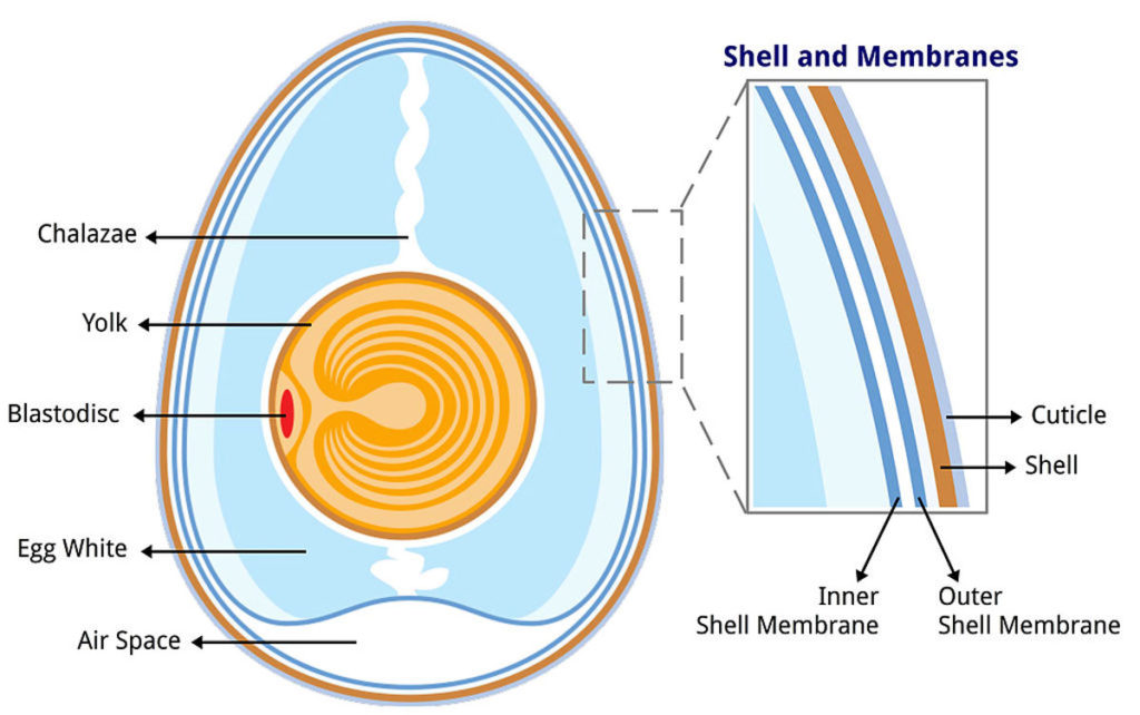 anatomy of a chukar egg