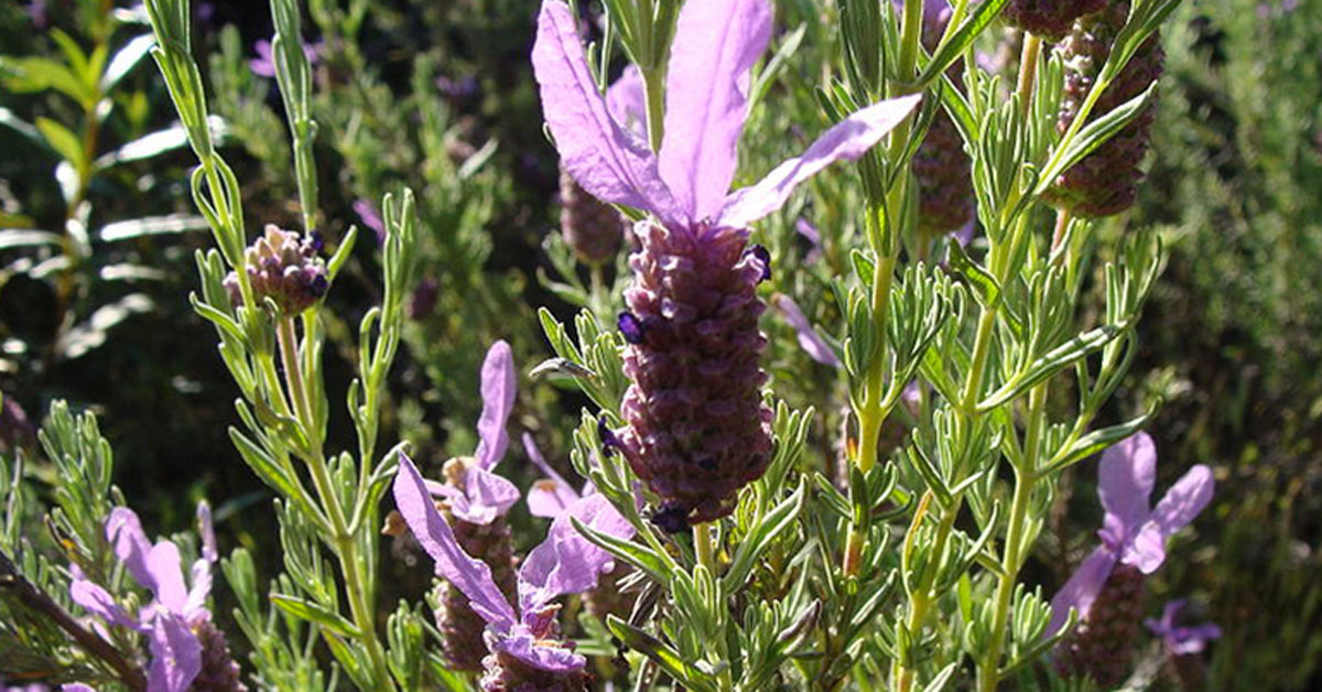 spanish lavender flower