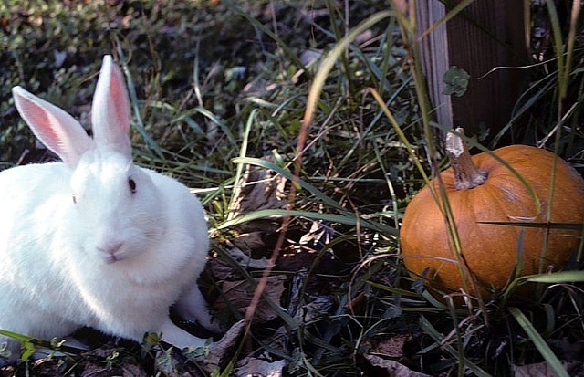 white new zealand rabbit with a pumpkin
