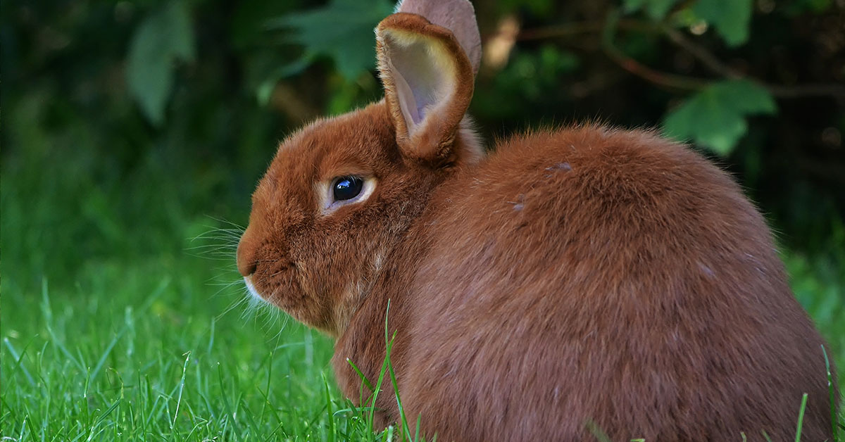 red new zealand rabbit