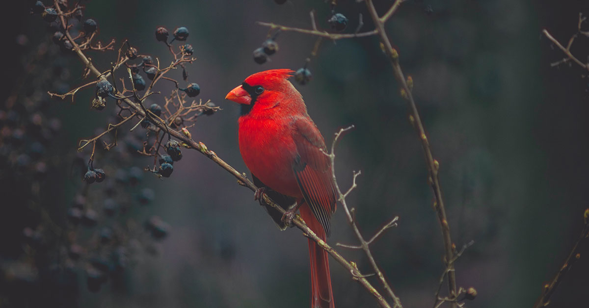 red male cardinal