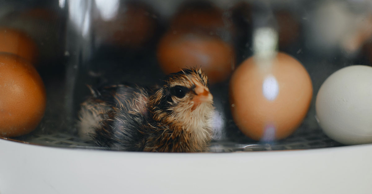 recently hatched chick in an incubator