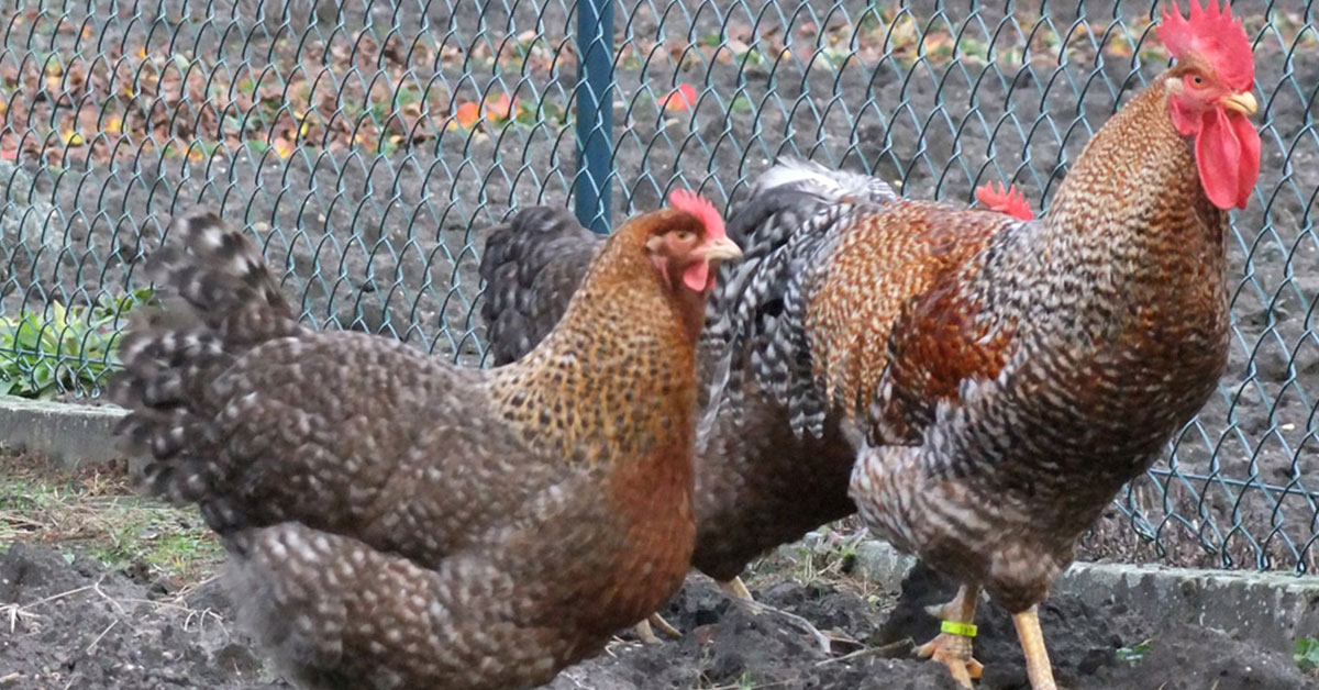bielefelder hen and rooster