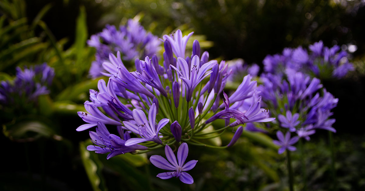 agapanthus flowers