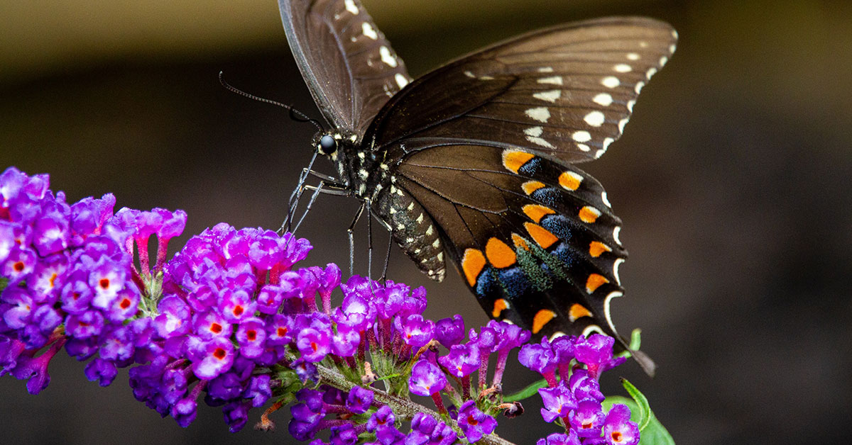 A spicebush swallowtail butterfly gets some nectar from the black knight butterfly bush