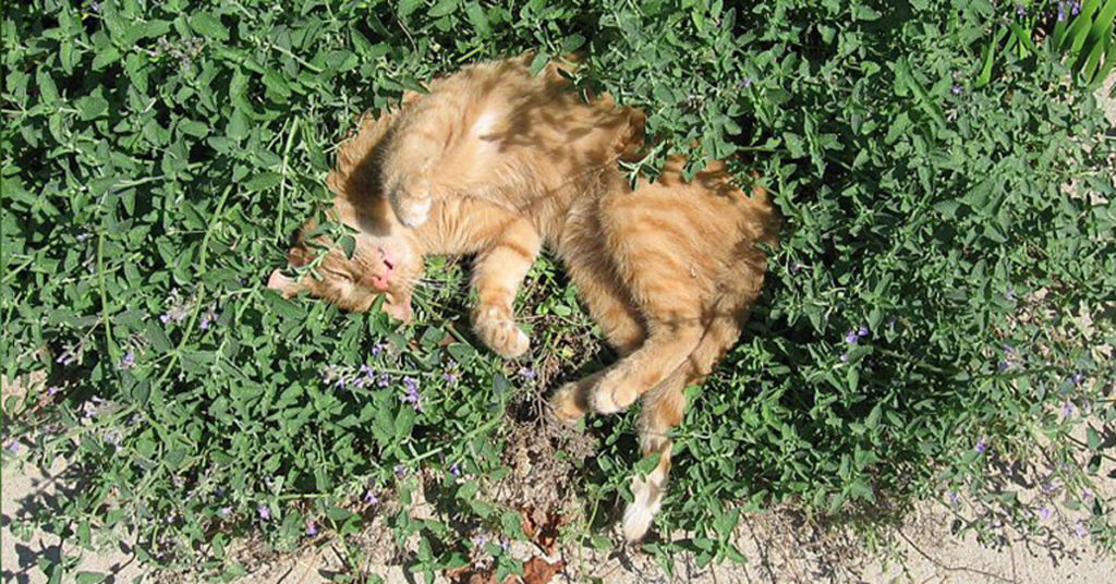 cat enjoying catmint plants