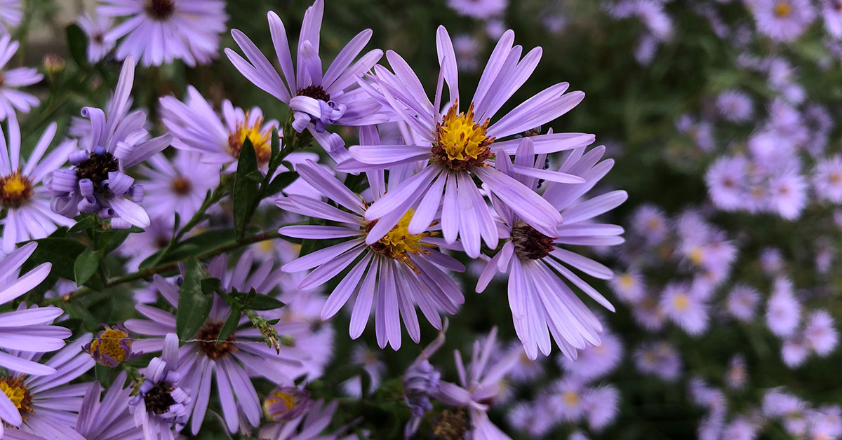 new england aster flowers