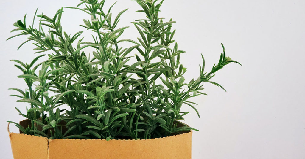 rosemary herb plant