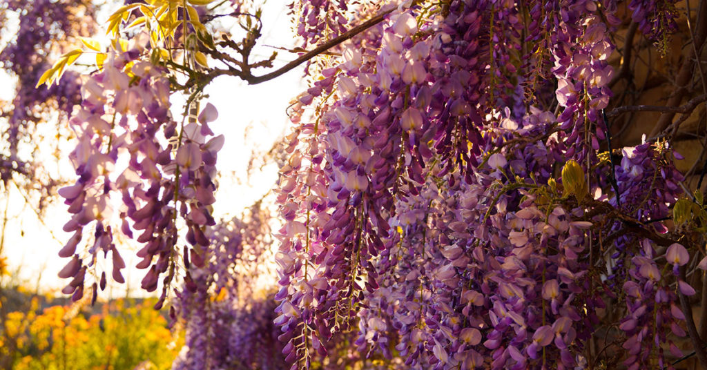 flowering purple wisteria vine